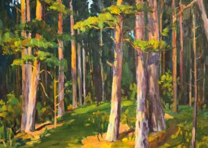 Sonnenlicht im Kiefernwald